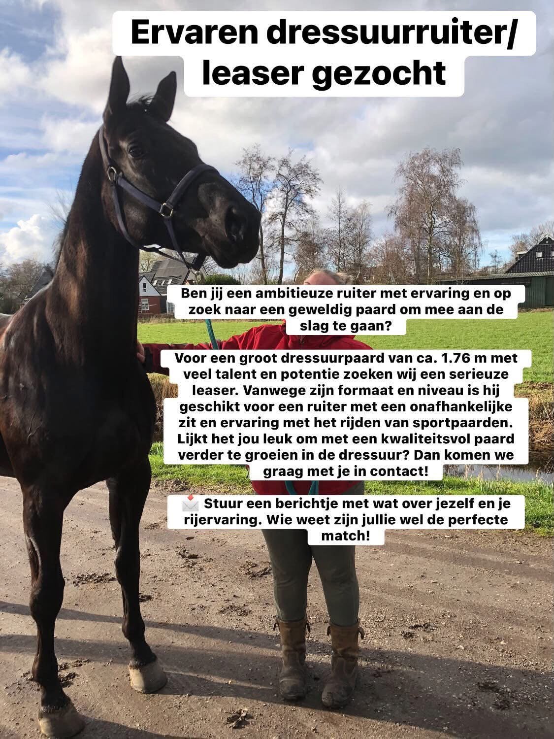 Verzorgpaard aangeboden bijrijder gezocht leasen, Ophalen of Verzenden