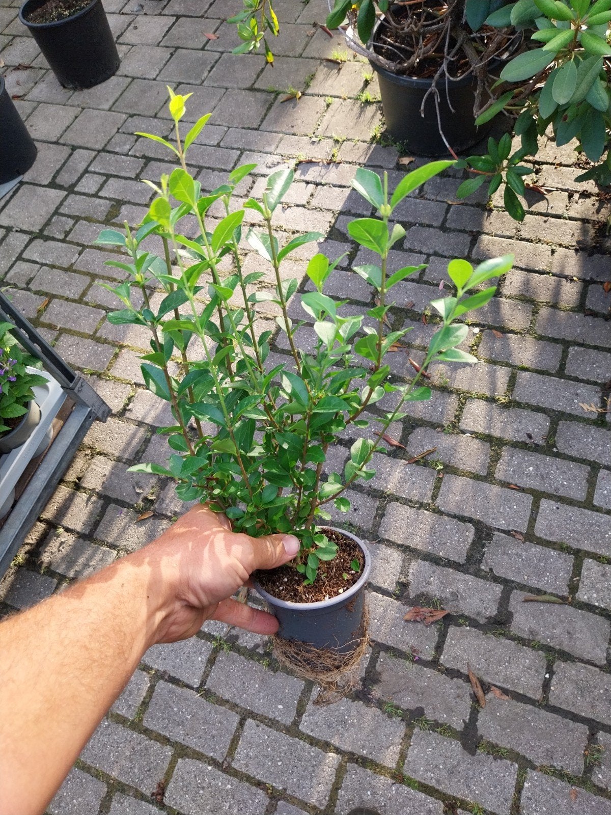Liguster Ovalifolium - Ideaal voor hagen en borders, Volle zon, Vaste plant, Zomer, Ophalen