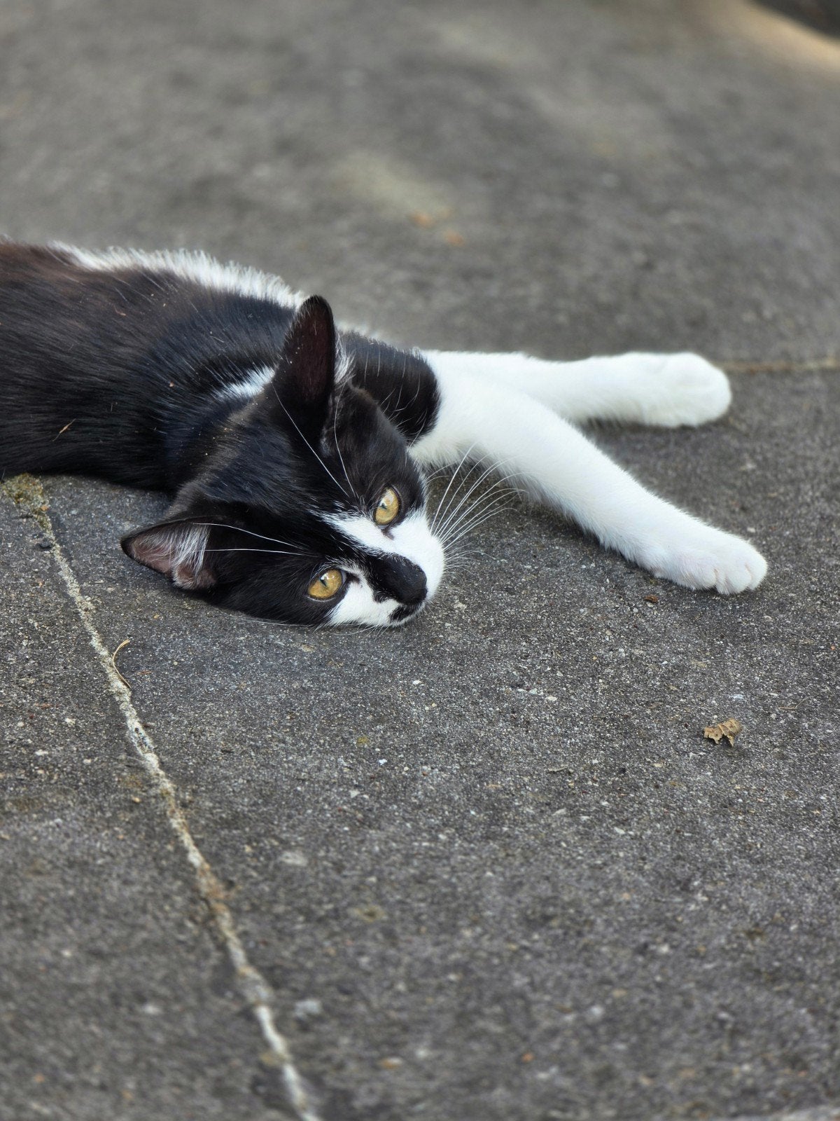 Mooie kitten te koop!, Poes