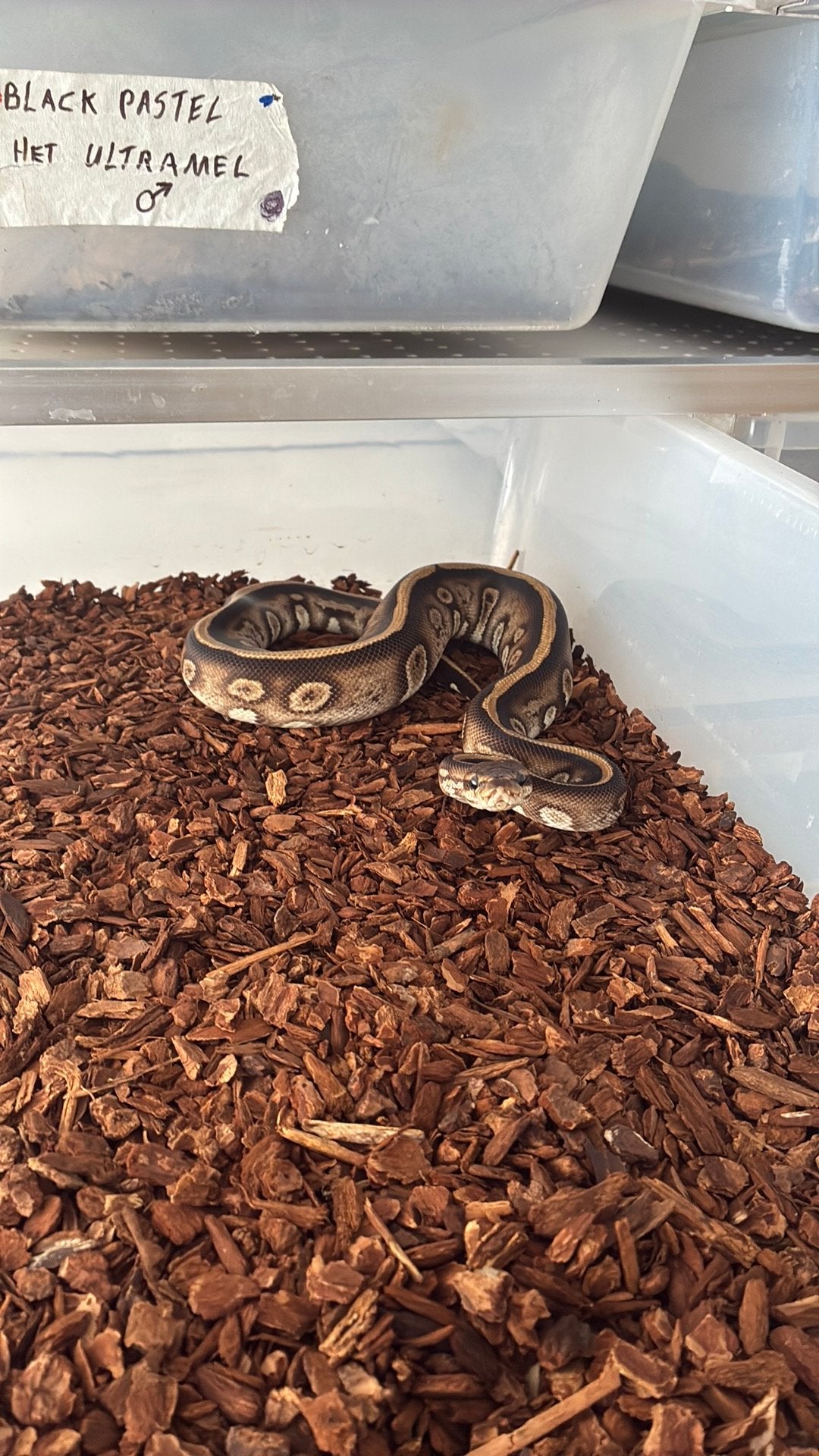 Ball Python regius Ball Python photo 3