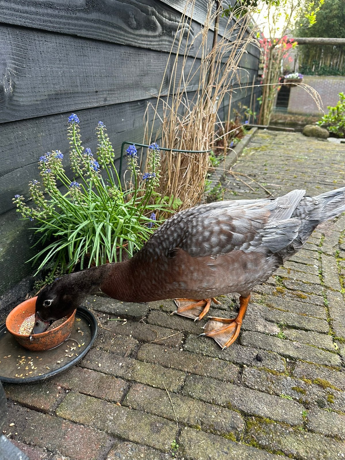 Eenden, Dieren en Toebehoren, Pluimvee, Meerdere dieren, Eend