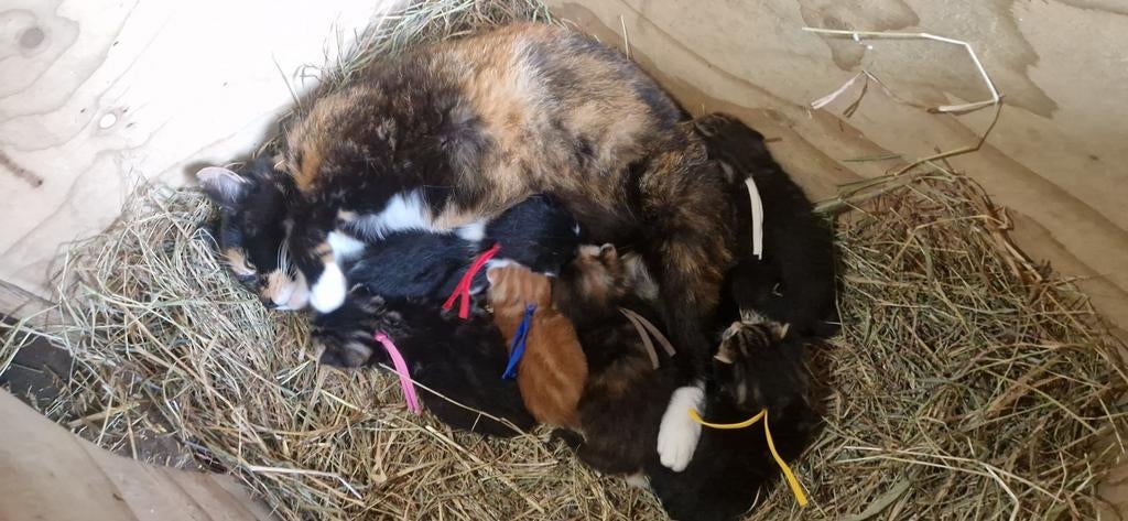 Super mooie & tamme kortharige boerderij kittens (2 nestjes), Dieren en Toebehoren, Meerdere dieren, Ontwormd, 0 tot 2 jaar