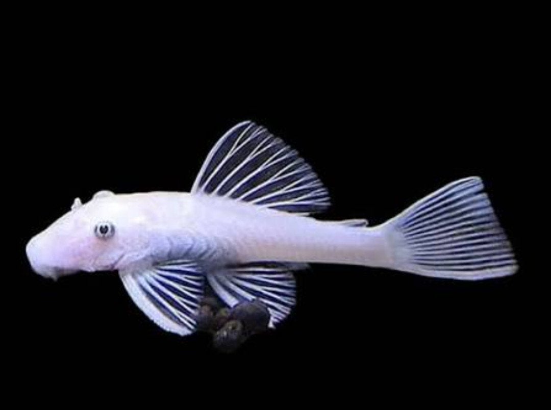 Snow White pleco, Dieren en Toebehoren, Vissen | Aquariumvissen, Vis, Zoetwatervis, Schoolvis