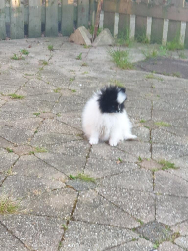 pomeriaan pups te koop., Keeshond, Meerdere, Meerdere dieren, Nederland