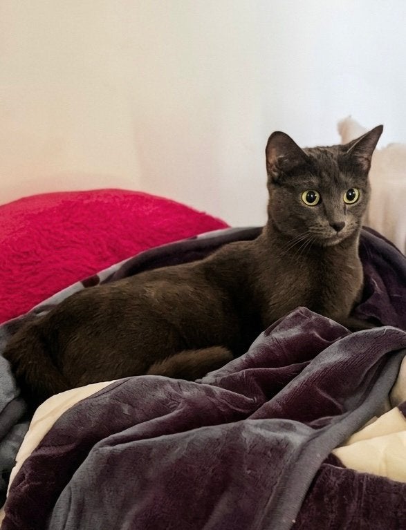 Blauwe Rus x Siamees, Ophalen Bergeijk, Poes, Kortharig, 0 tot 2 jaar