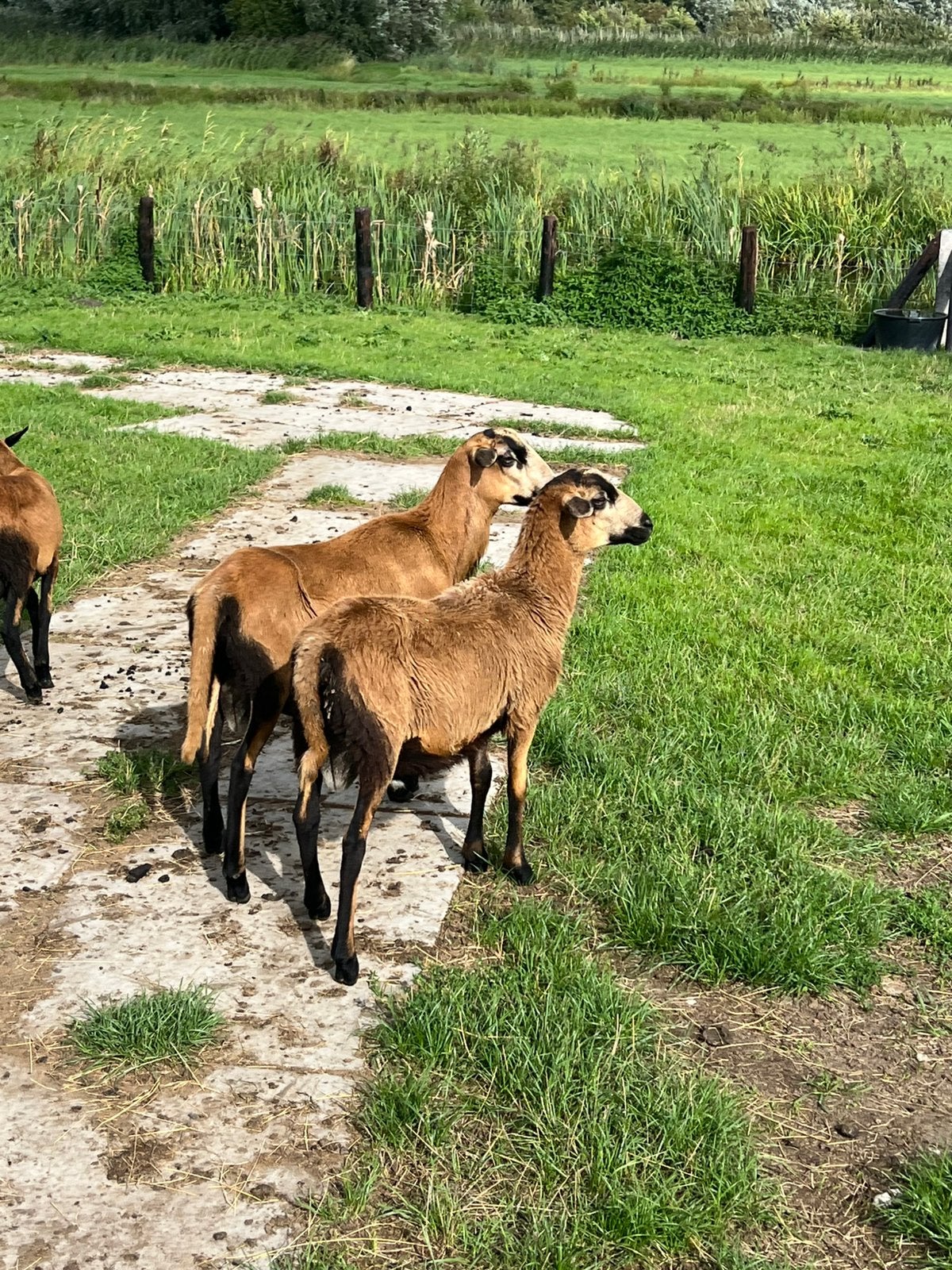 5 weide rammen, Dieren en Toebehoren, Schapen, Geiten en Varkens