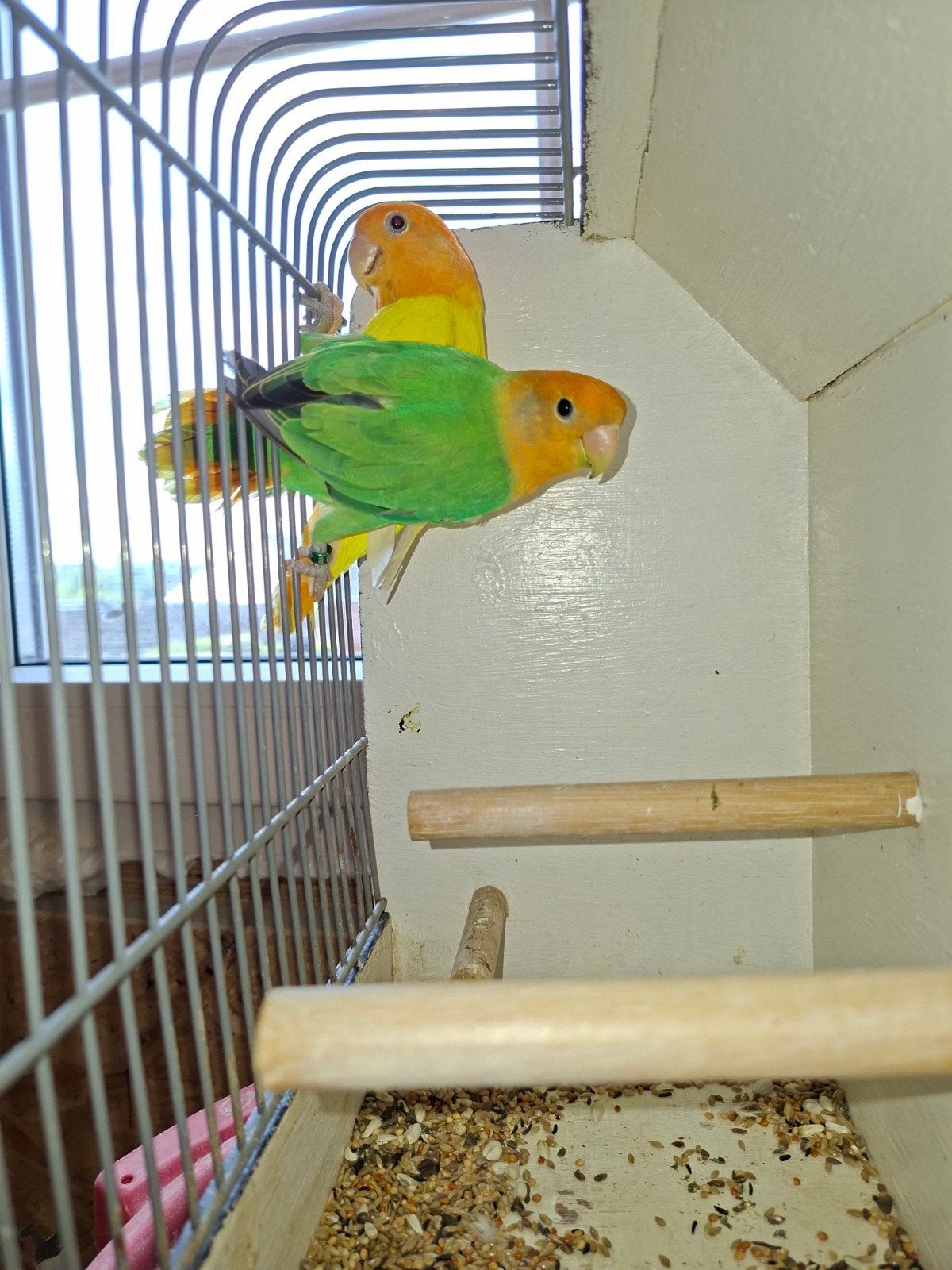koppel oranjemaskers, Meerdere dieren, Dwergpapegaai of Agapornis
