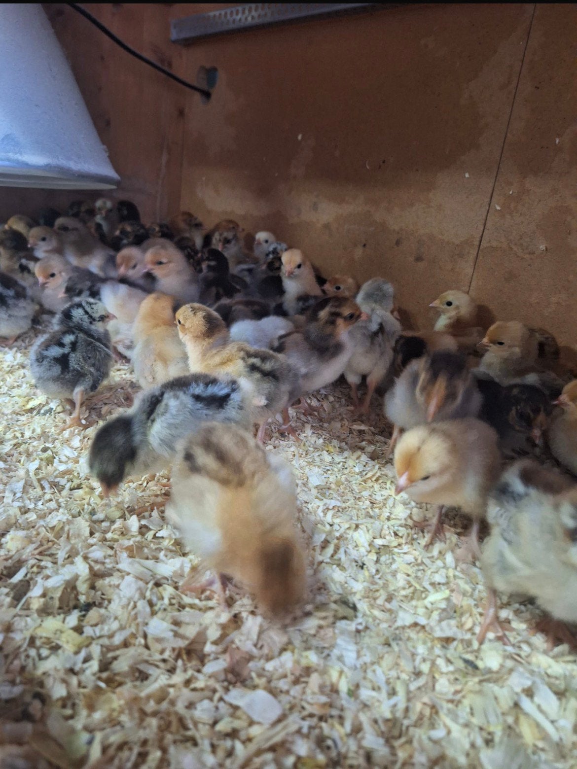 HENNEN Wyandotte barnevelders kriel, Vrouwelijk, Kip