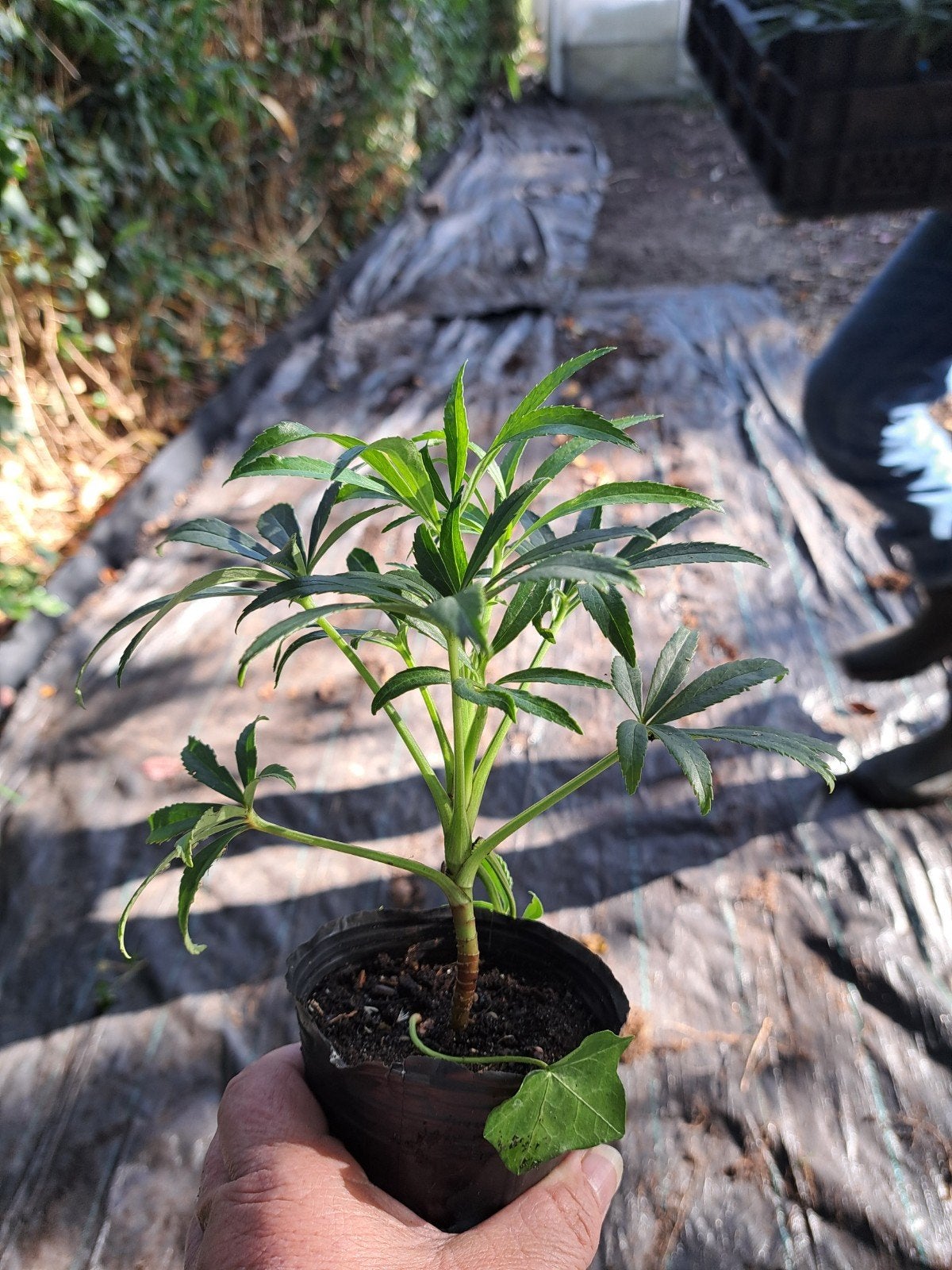 helleborus foetidus planten, Ophalen, Overige soorten, Volle zon