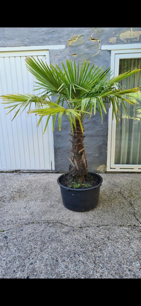 Winterharde Palmboom - Trachycarpus Fortunei, Tuin en Terras, Volle zon, Vaste plant, Bloeit niet, Ophalen