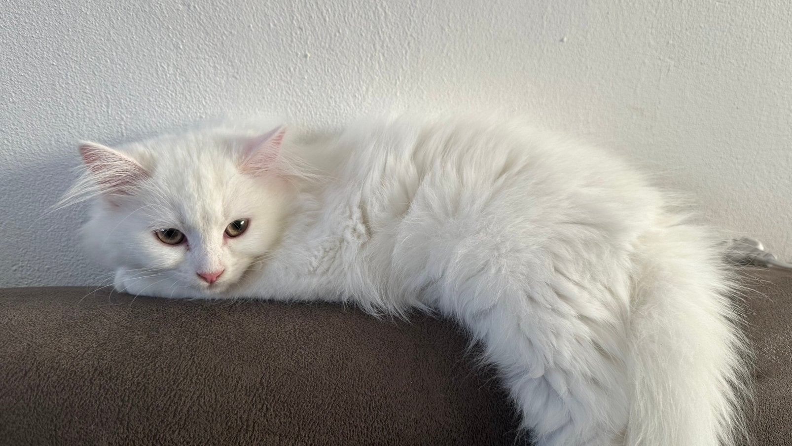 Moon Face Persian kitten, Poes