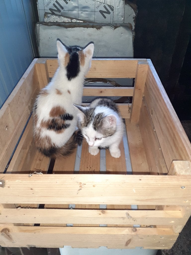 Mooie lieve kittens, Poes, Kortharig, 0 tot 2 jaar