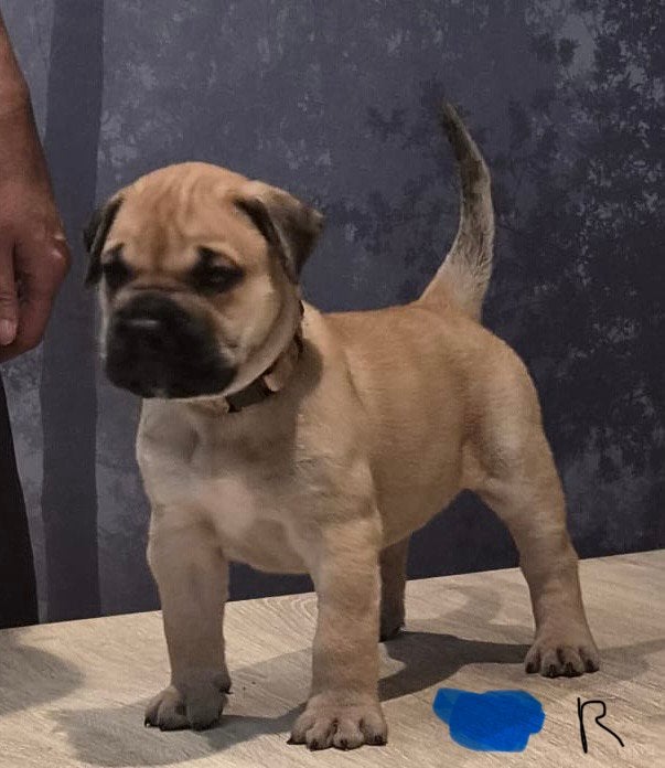 Presa canario pups fawn, België, Fokker | Hobbymatig, 8 tot 15 weken, Meerdere