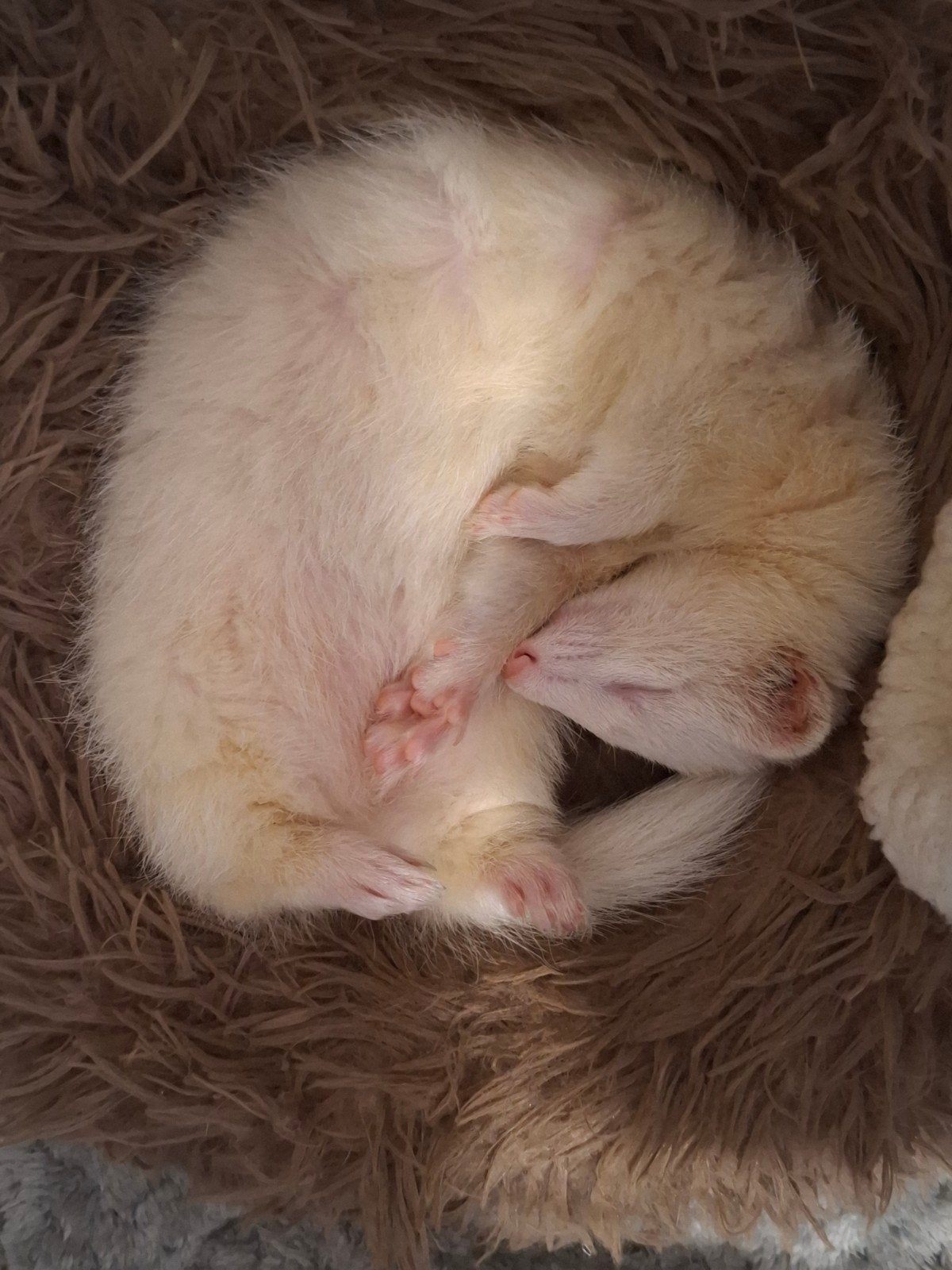 Oppas fretje gezocht! (1 week), Fret, Vrouwelijk, Mei, Tam