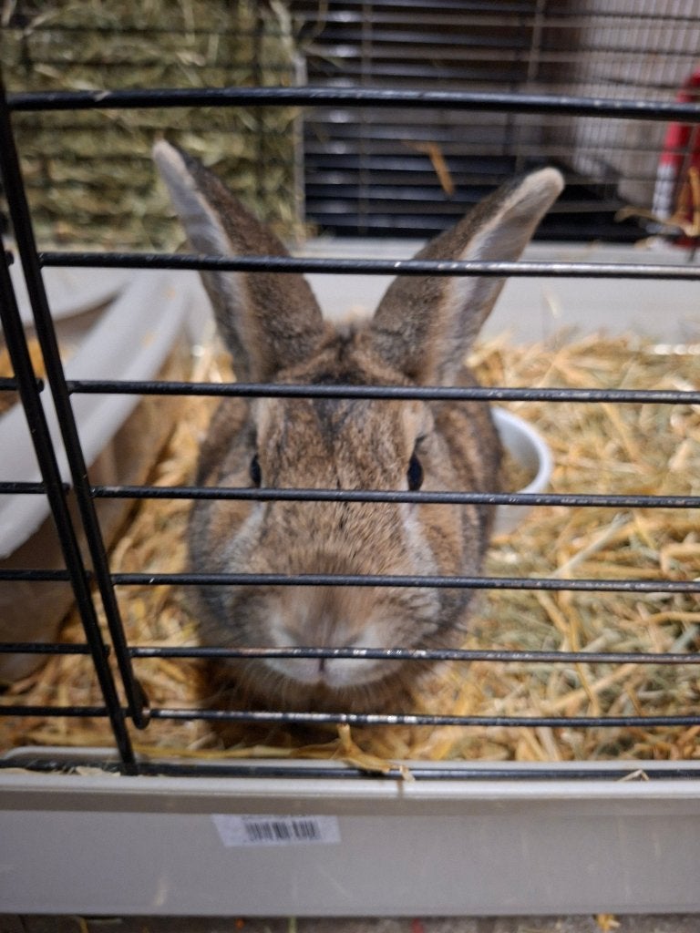 Konijn, Mannelijk, Middelgroot, Hangoor, 0 tot 2 jaar