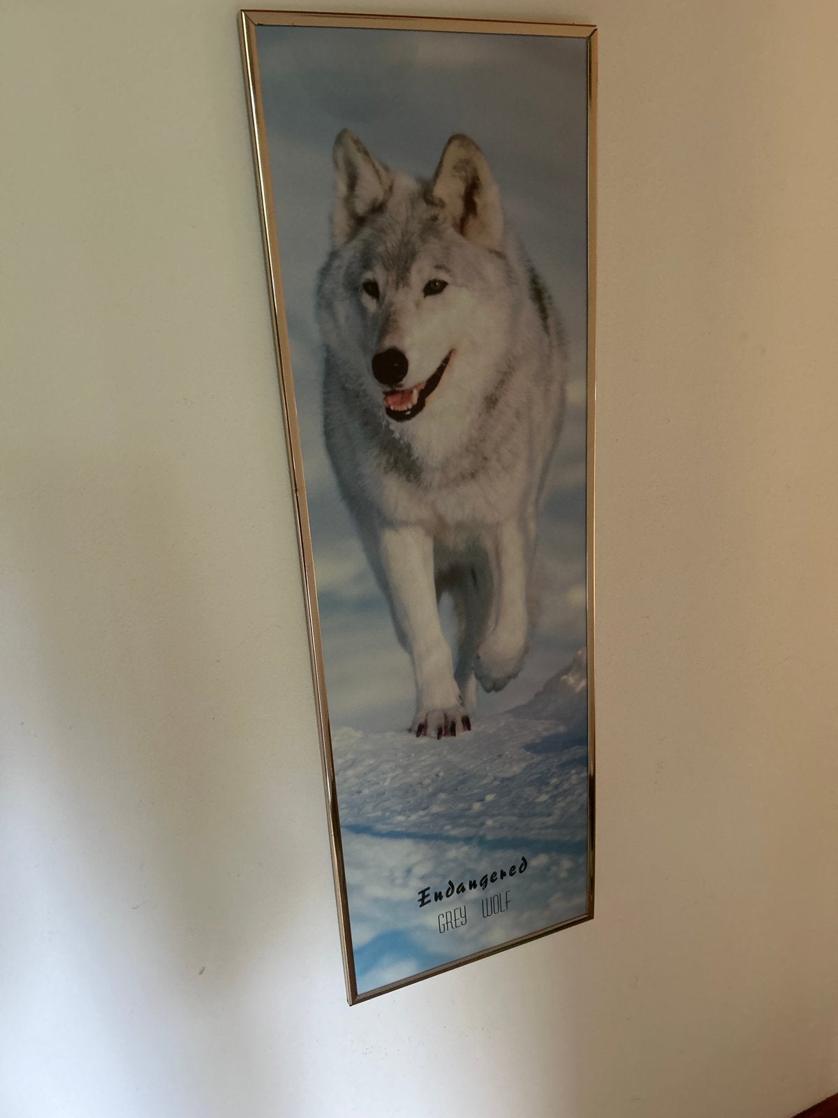 Ingelijste poster 'Endangered Grey Wolf' - 30x91cm, Ophalen, Gebruikt, Minder dan 50 cm, Foto of Poster