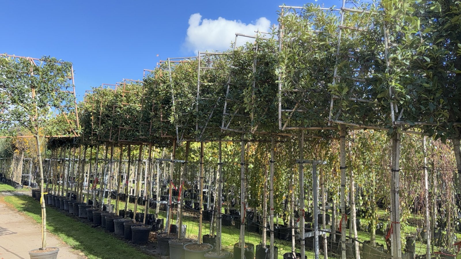 Leiboom in pot - Diverse soorten en hoogtes beschikbaar, Tuin en Terras, Bloeit niet, Leiboom, Ophalen of Verzenden, 250 tot 400 cm