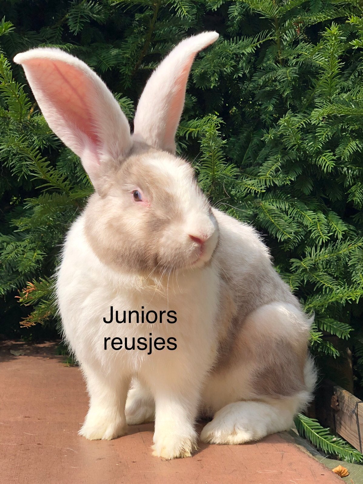 Duitse reus koppel (gevaccineerd en gecastreerd), Meerdere dieren, Groot