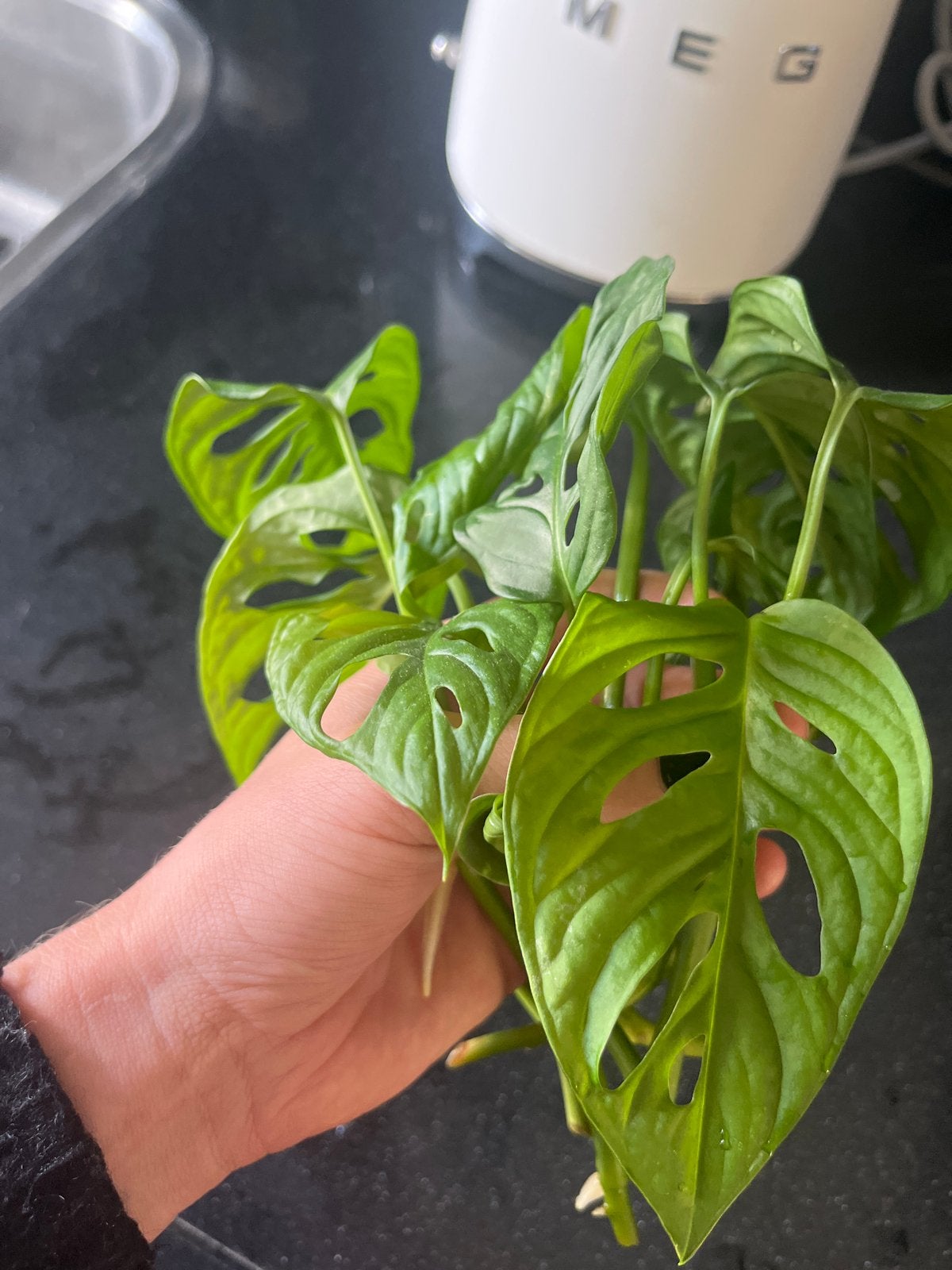 Monstera Adansonii (Monkey Mask) stekjes, Overige soorten, Vaste plant, Ophalen of Verzenden, Bloeit niet