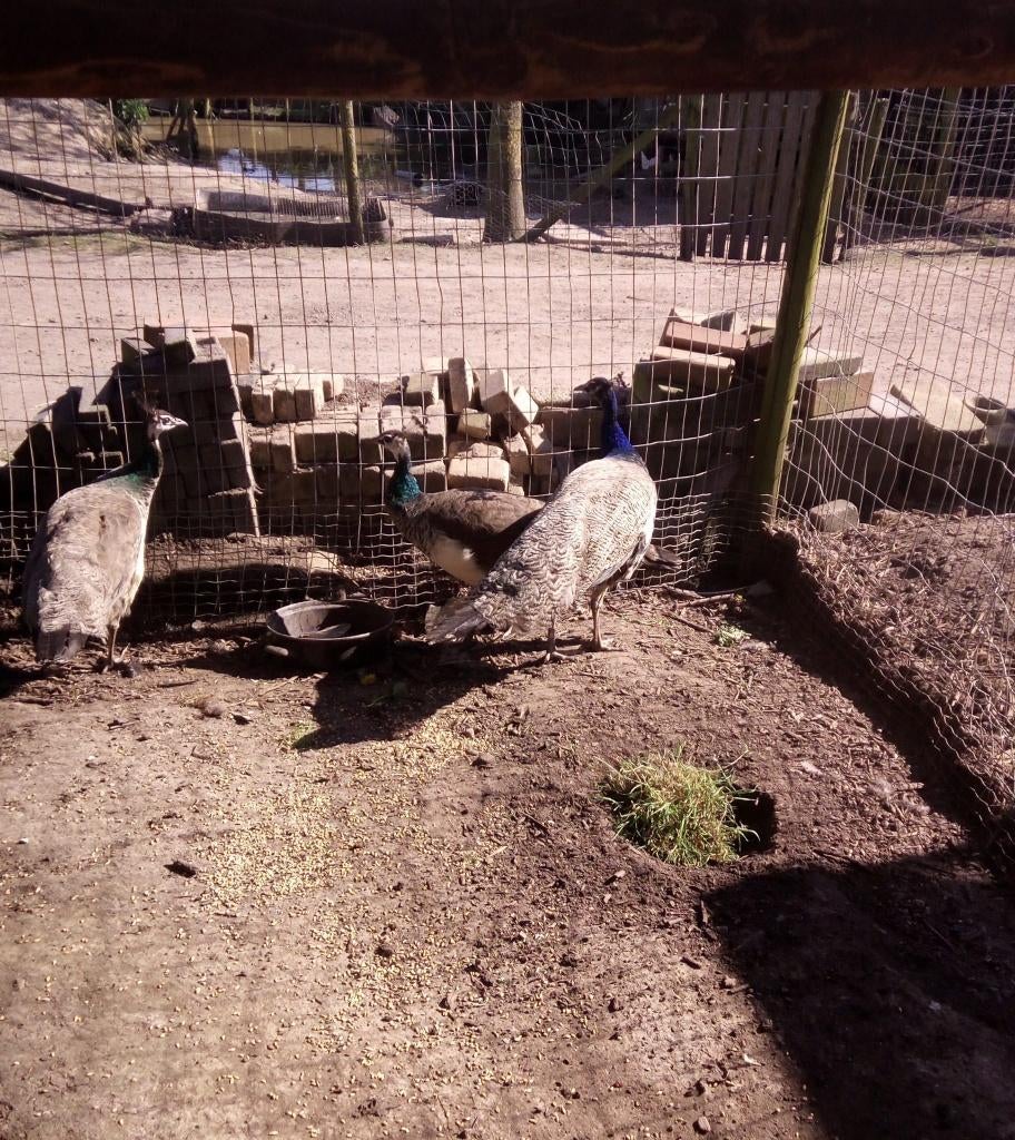 Jonge Pauwen, Dieren en Toebehoren, Pluimvee, Meerdere dieren, Overige soorten