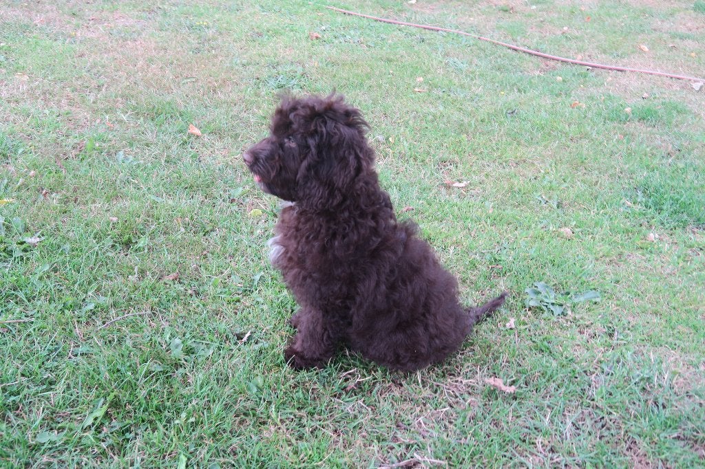 Wegens annulering Choco bruine Cockapoo pup reutje, Dieren en Toebehoren, Poedel, Parvo, Nederland, Reu