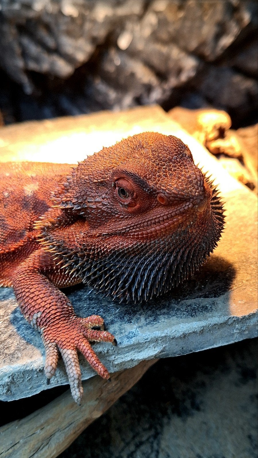 100% Red Monster Leatherback Baardagaam Man Bearded Dragon photo 11