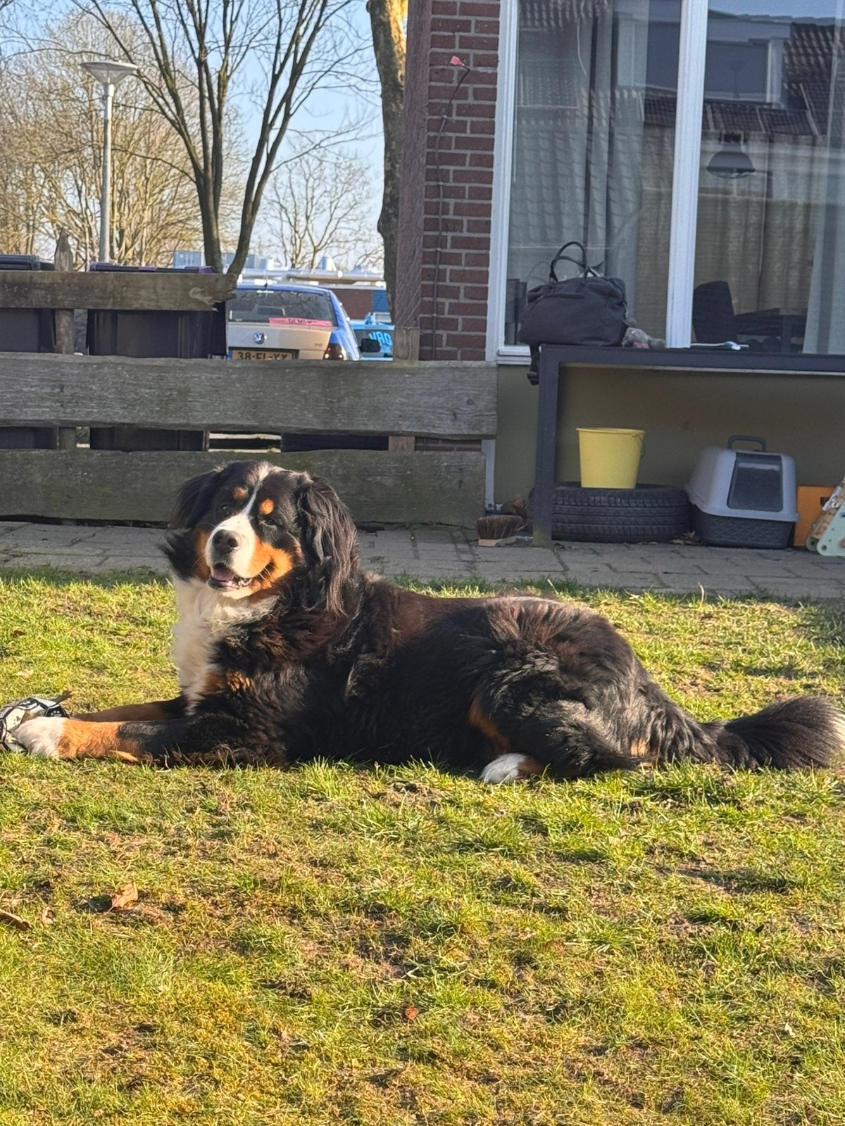 Berner sennehond, Dieren en Toebehoren, Honden | Herdershonden en Veedrijvers, Rabiës (hondsdolheid), Eén hond, 3 tot 5 jaar, Nederland