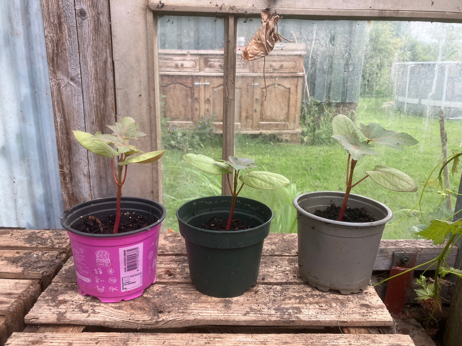 Wonderbomen, Ophalen, Minder dan 100 cm, Overige soorten, Volle zon