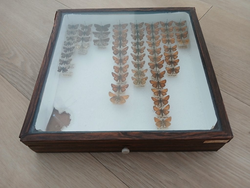Vlindercollectie in houten vitrine, Ophalen, Gebruikt, Insect, Opgezet dier