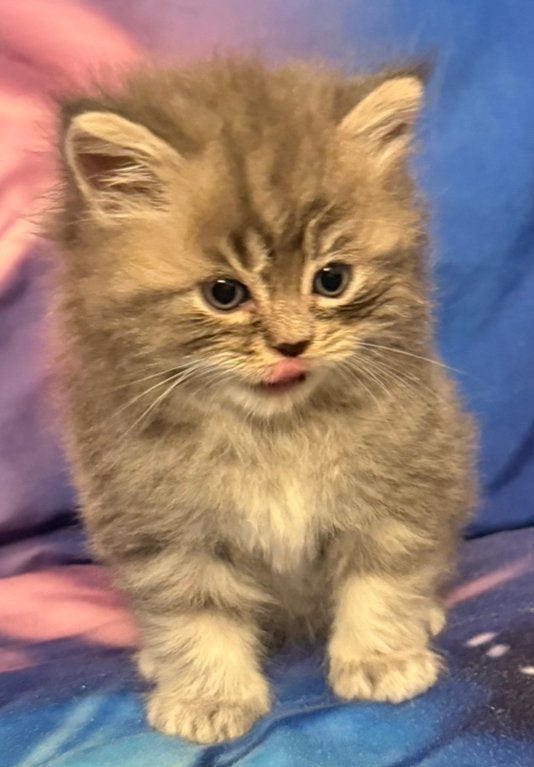Ragdoll kittens te koop 650, Dieren en Toebehoren, Katten en Kittens | Overige Katten, Meerdere dieren