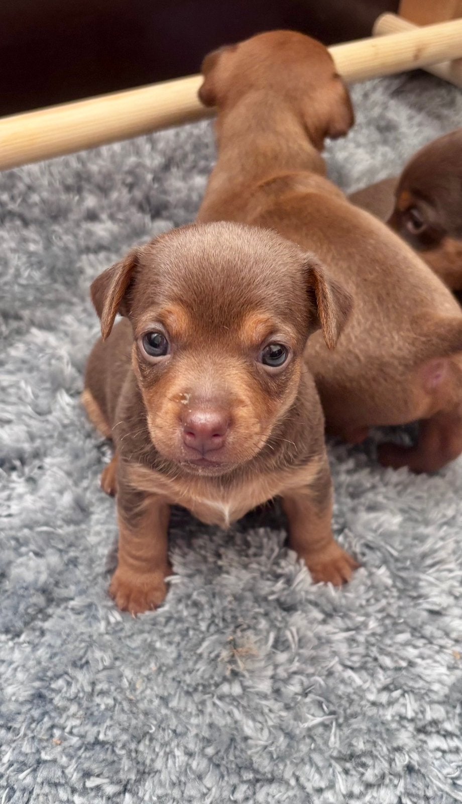 Jack Russel pups, Overige rassen, 8 tot 15 weken, Teef, Parvo