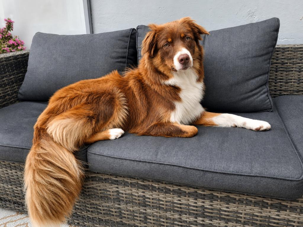 Australian shepherd pups verwacht, 1 tot 2 jaar, Parvo, Meerdere, Meerdere dieren