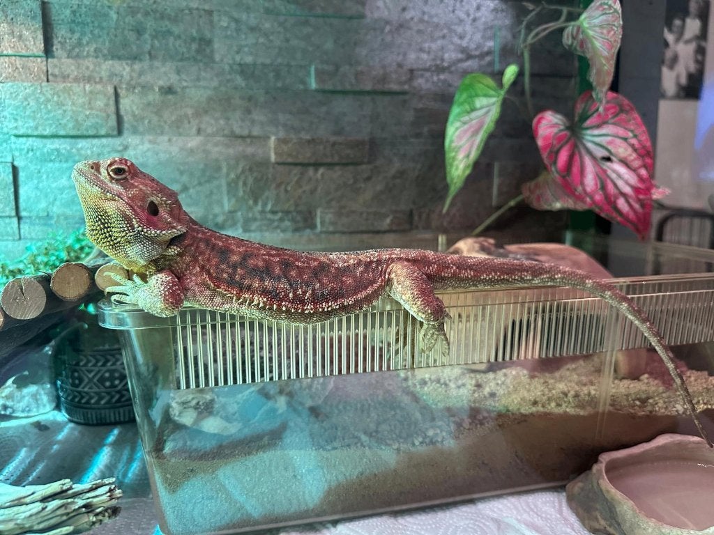 Baardagaam vrouwtje met terrarium, onderkast en toebehoren Bearded Dragon photo 3