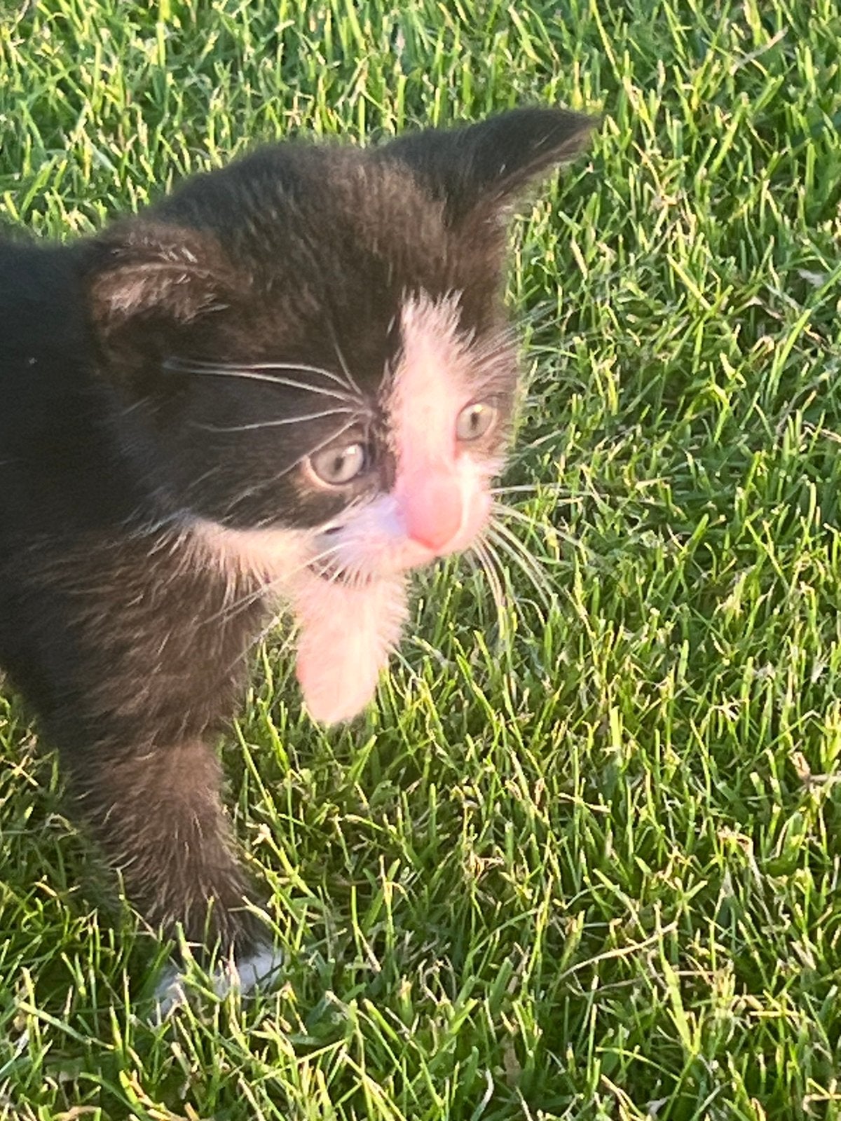 Lieve kitten zoekt een nieuw thuis!, Meerdere dieren