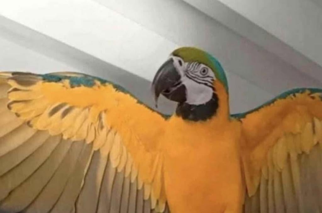 Leuke papegaai te koop Gezond&lief, Dieren en Toebehoren, Mannelijk, Papegaai, Pratend