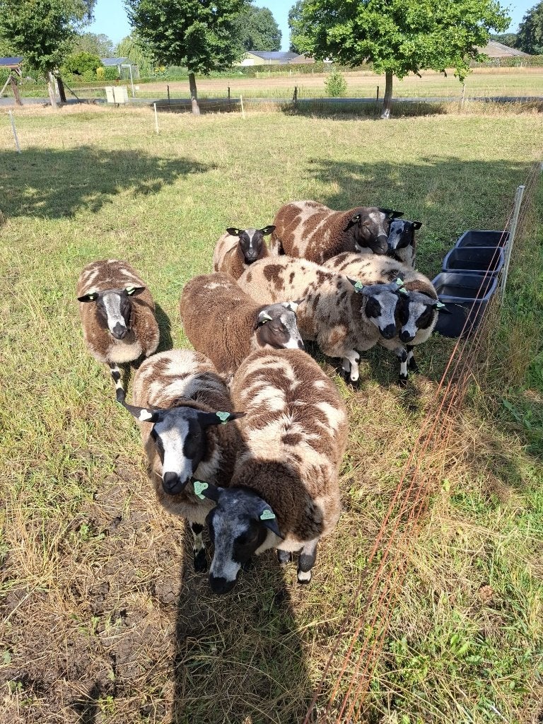 Zwoegervrij en ARR/ARR Nederlandse bonte dekrammen, Dieren en Toebehoren, Schapen, Geiten en Varkens, Mannelijk, Schaap, 0 tot 2 jaar