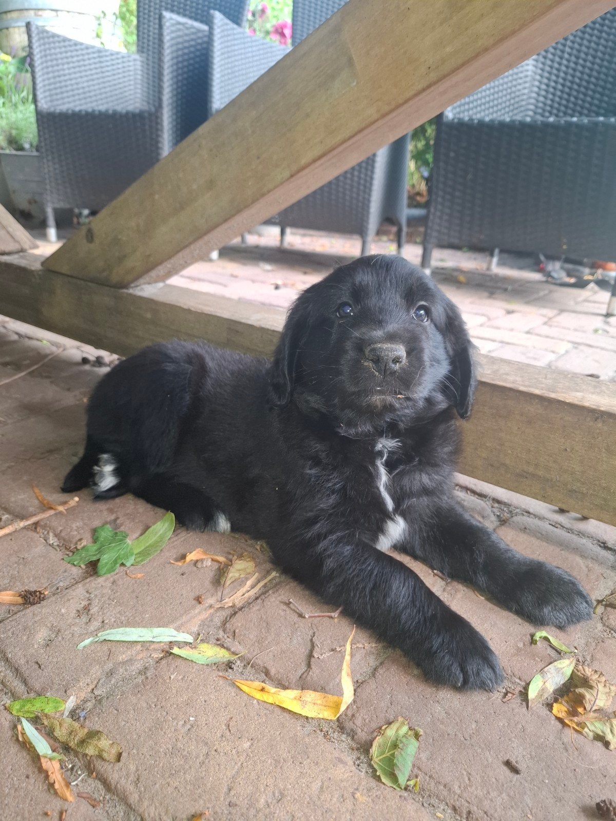 Prachtige puppie, 8 tot 15 weken, Meerdere, Meerdere dieren, Middel