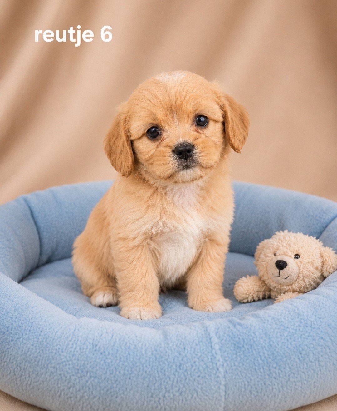 Super mooie boomer pups.Maltezer maal shih tzu, Parvo, Overige rassen, 8 tot 15 weken, Meerdere