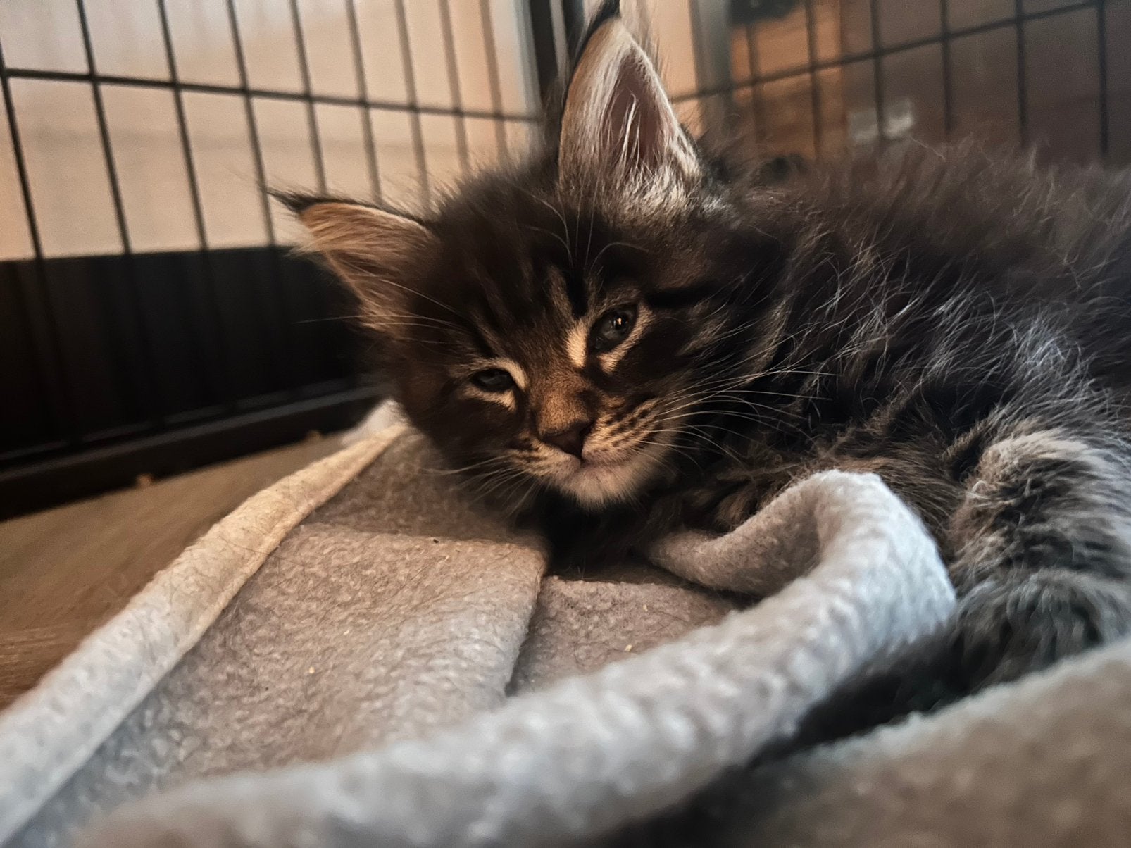 Laatste Maine coon kittens met stamboom en geteste ouders, Dieren en Toebehoren, Meerdere dieren, Met stamboom, 0 tot 2 jaar