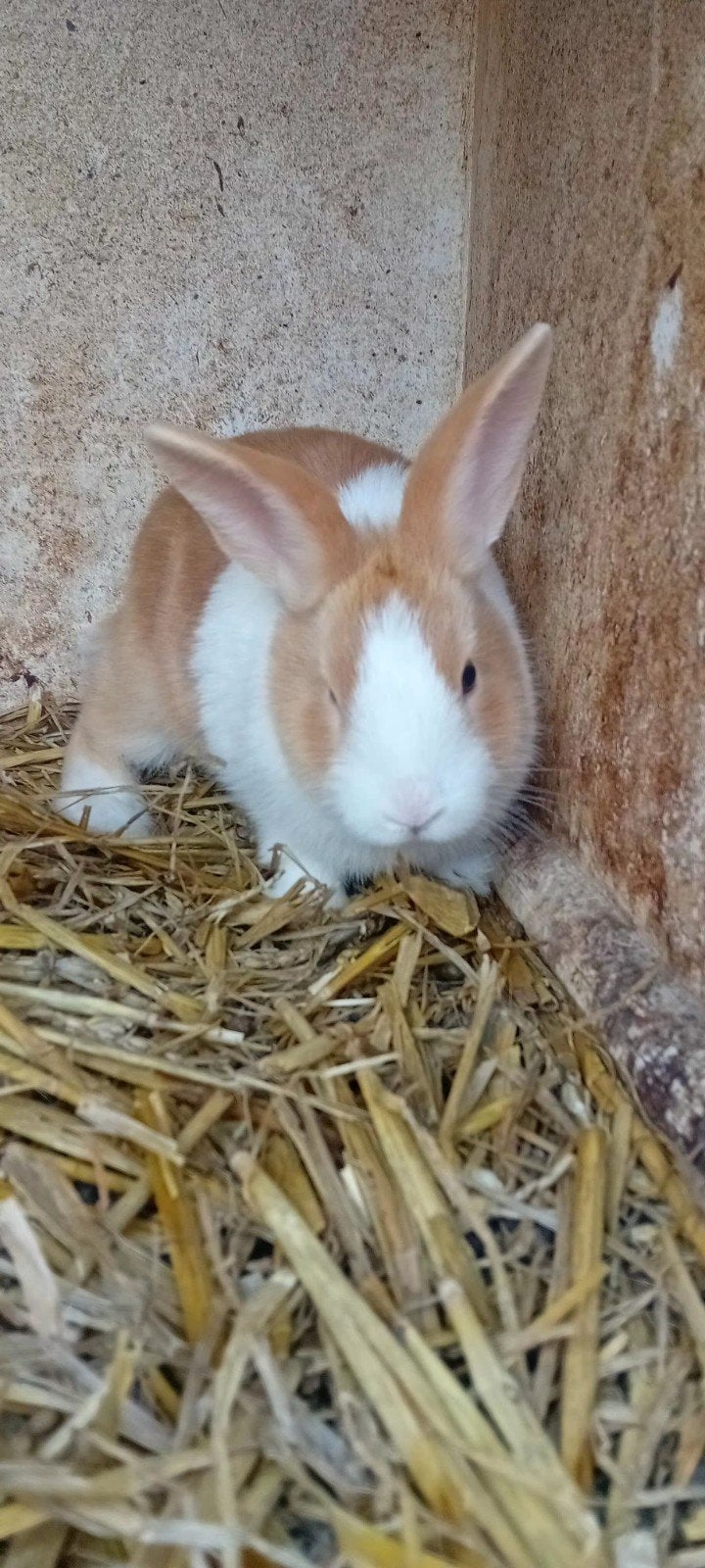 Te koop! Gele hollander ram., Dieren en Toebehoren, Mannelijk, Middelgroot, 0 tot 2 jaar
