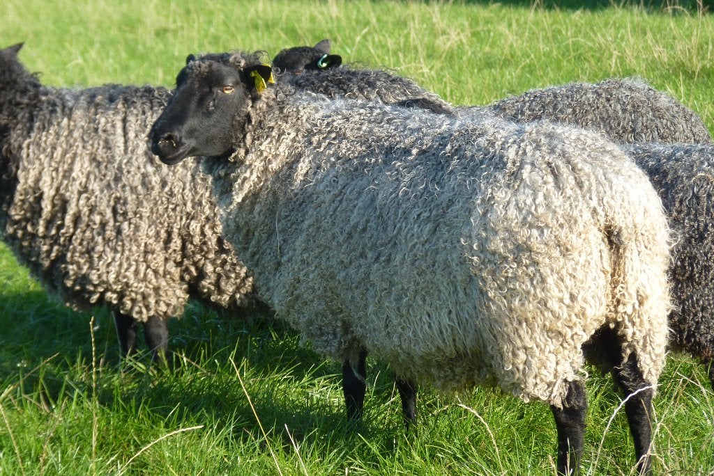 Te koop Gotland Pelsschaap, Meerdere dieren, Schaap, 0 tot 2 jaar