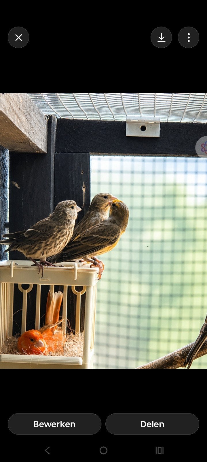 Roodmussen, kanarie en een major putter, Dieren en Toebehoren, Vogels | Overige Vogels