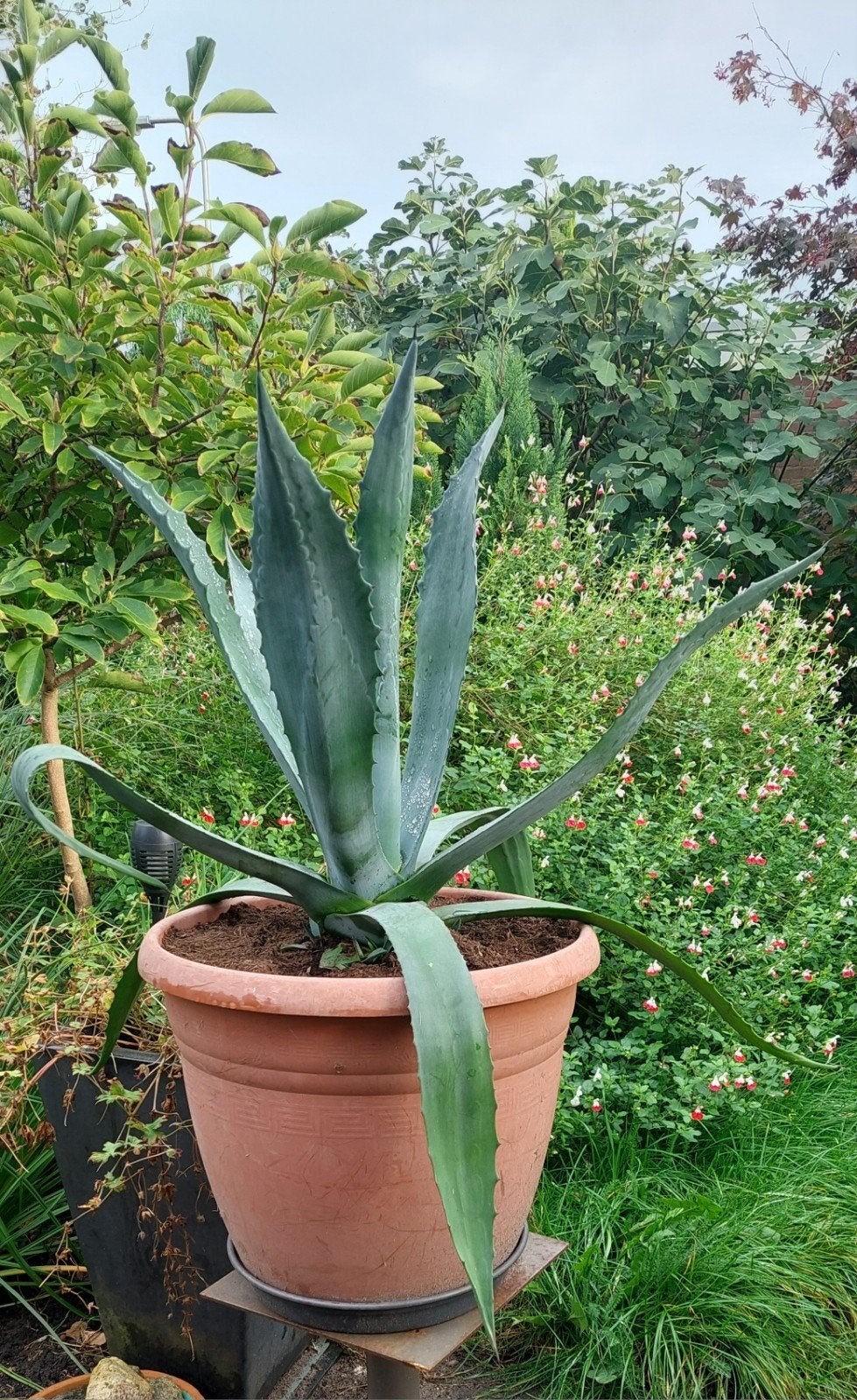agave, Ophalen, Bloeit niet, Overige soorten, Volle zon