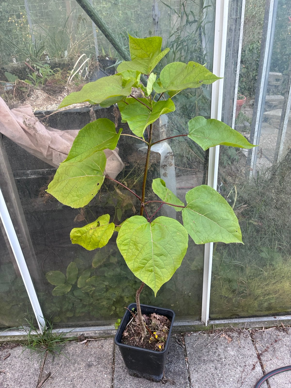Trompetboom Catalpa bignonioides, Ophalen, Lente
