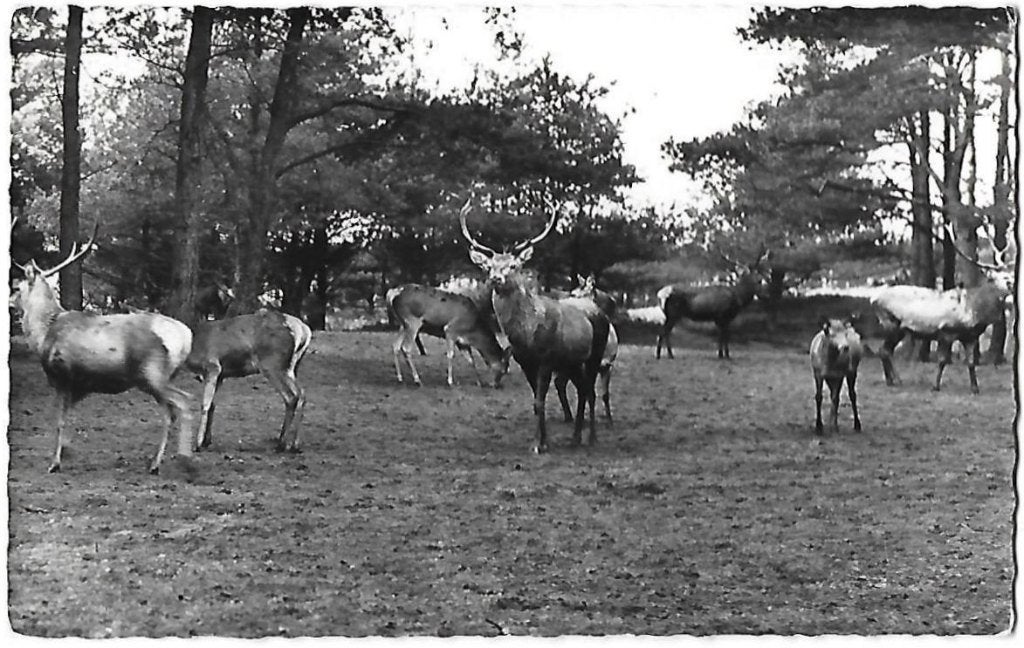 De Veluwe Edelherten gelopen ansichtkaart 218), Ophalen of Verzenden, 1960 tot 1980, Gelopen, Gelderland