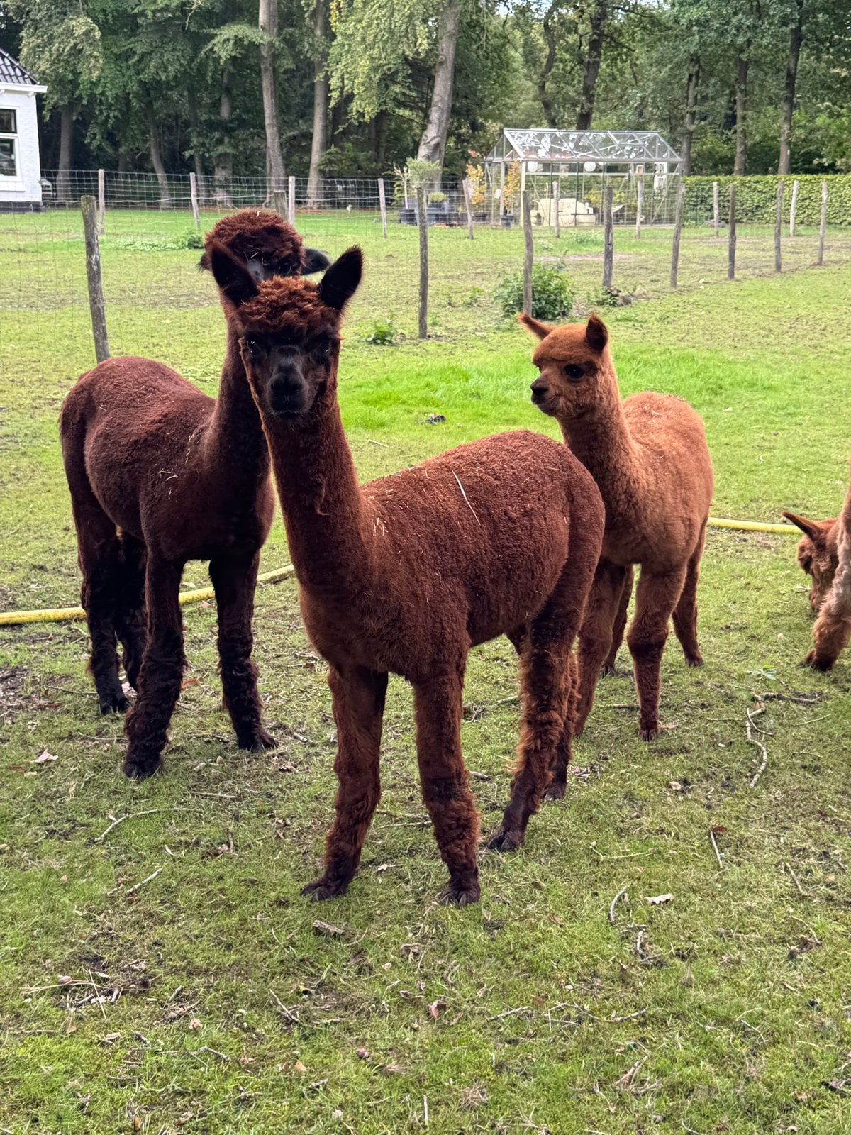 Prachtig alpaca hengstje AAB geregistreerd, 1 jaar oud., Dieren en Toebehoren, Juli, Mannelijk