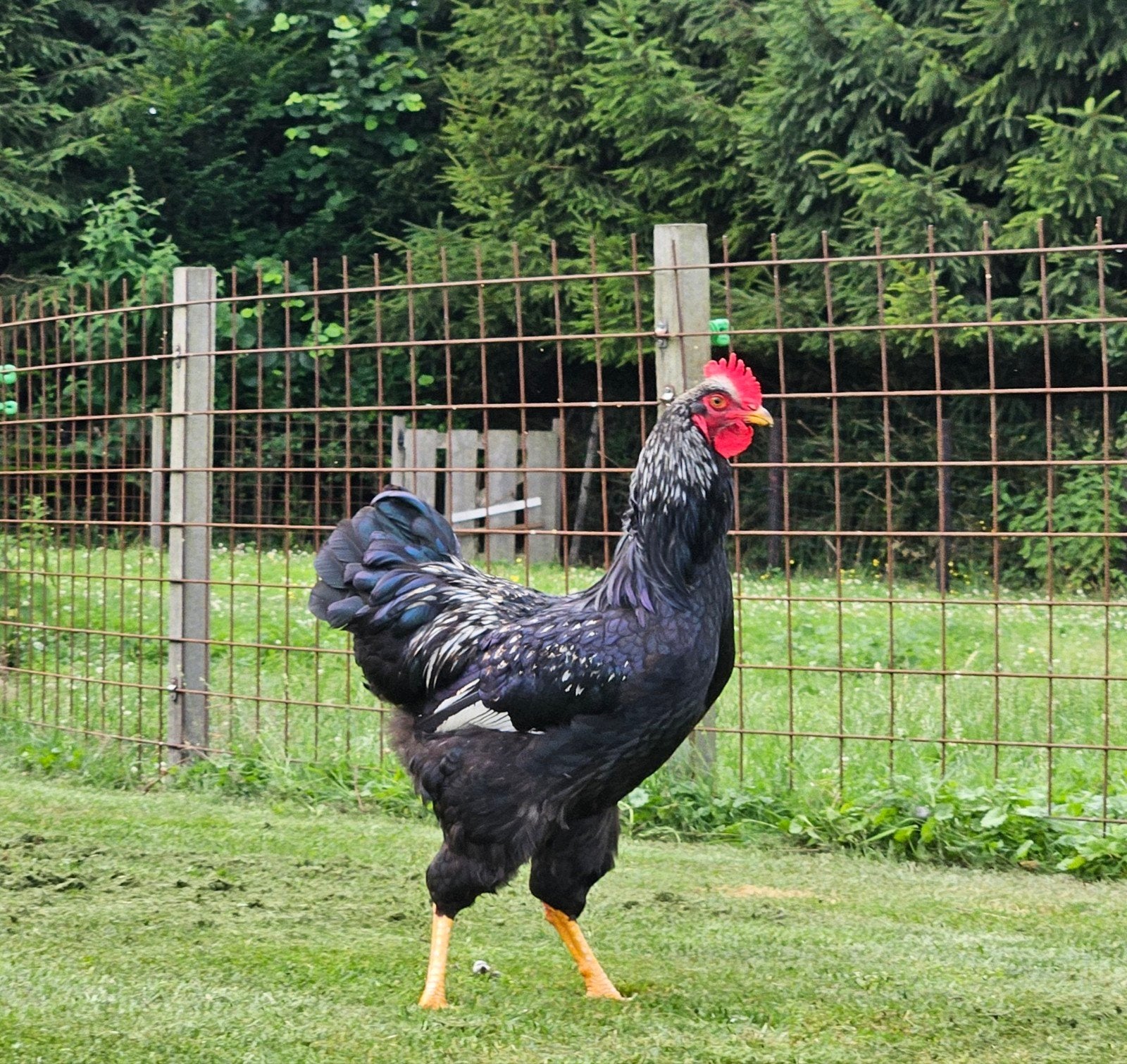 Haan, Barnevelder, zilver gezoomd,  groot, Dieren en Toebehoren, Pluimvee, Mannelijk, Kip