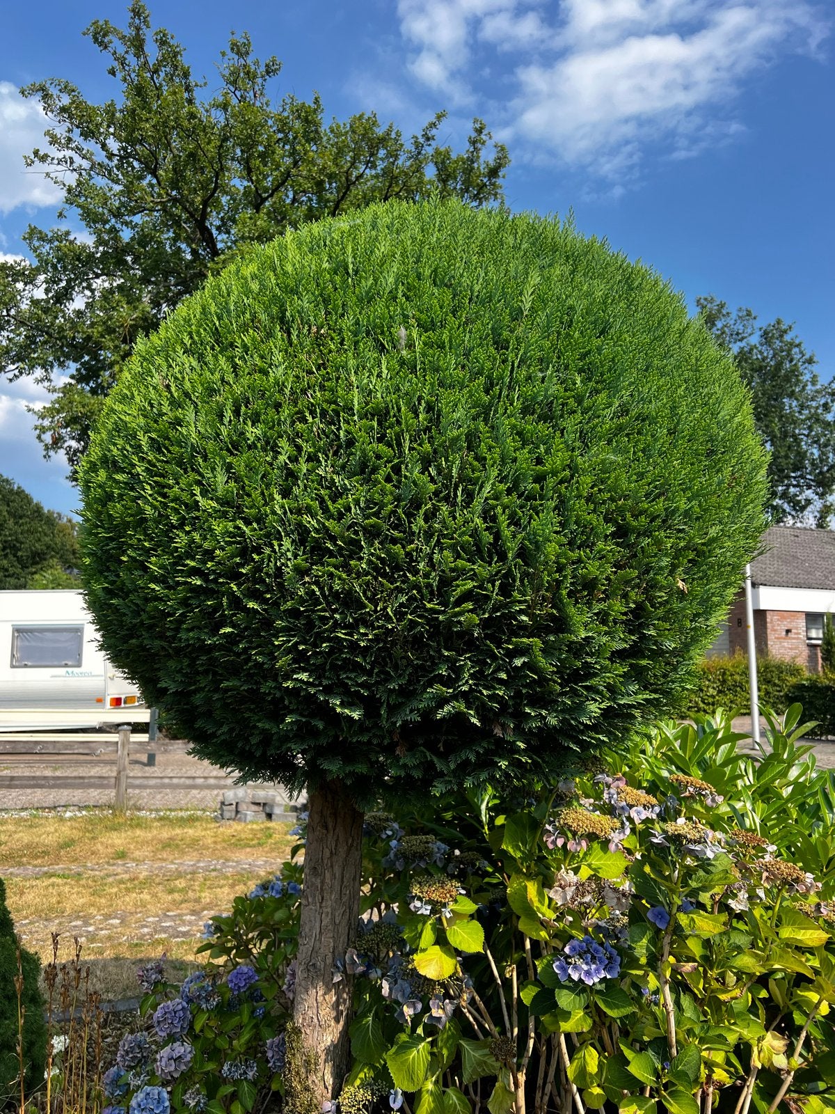 Gratis Bolconifeer - 240 cm hoog, bol 150 cm doorsnede, Tuin en Terras, Planten | Bomen, Bloeit niet, 100 tot 250 cm, Ophalen