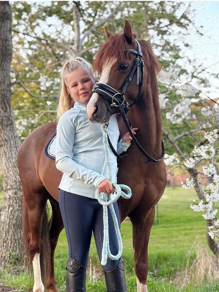 Balvenie 🧡, Dieren en Toebehoren, Ruin, Onbeleerd, A pony (tot 1.17m), 3 tot 6 jaar