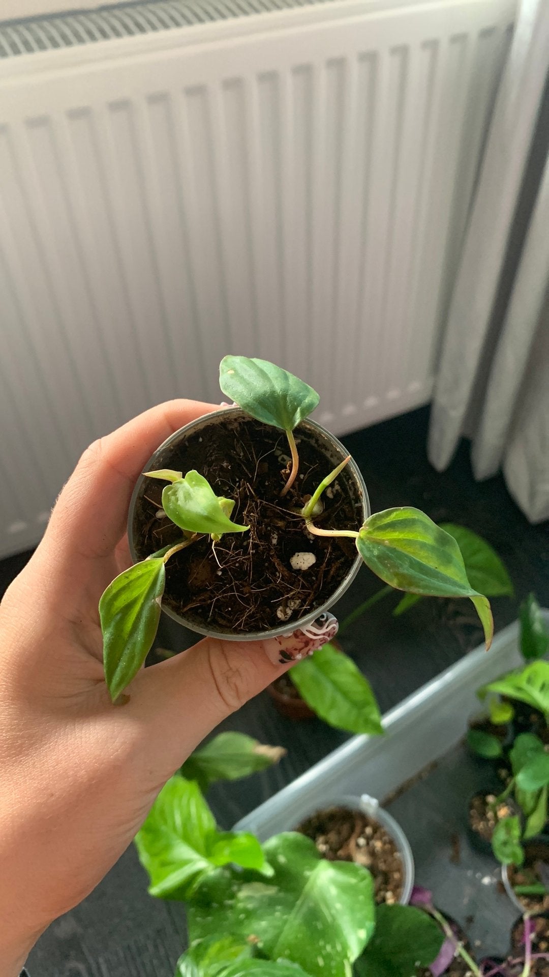 Philodendron micans, Ophalen, Halfschaduw, Minder dan 100 cm